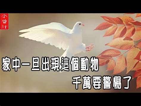 蜈蚣 風水|家中見蜈蚣的5大含義